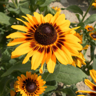 Rudbéckia Denver Daisy