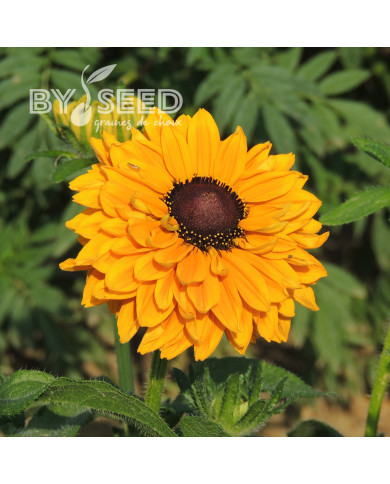 Rudbéckia Goldilocks double