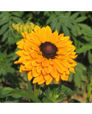 Rudbéckia Marmalade