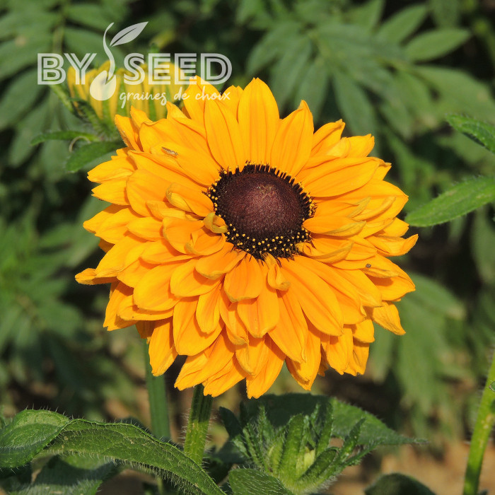 Rudbéckia Goldilocks double