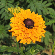 Rudbéckia Goldilocks double