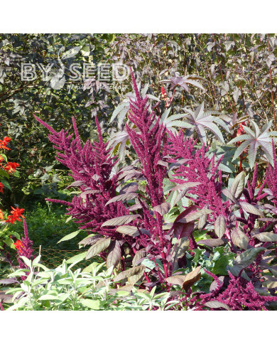 Amarante Velvet Curtains