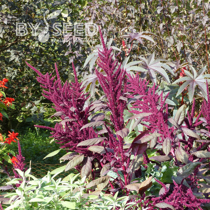 Amarante Velvet Curtains