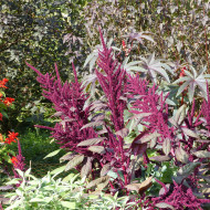 Amarante Velvet Curtains