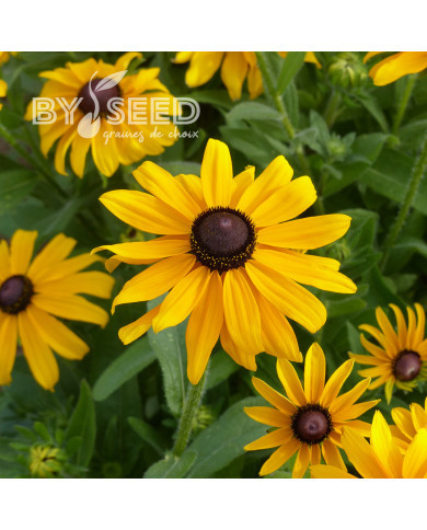 Rudbéckia Marmalade