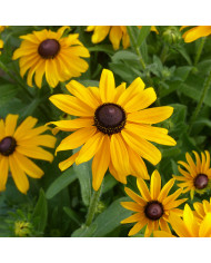 Rudbéckia Marmalade BIO
