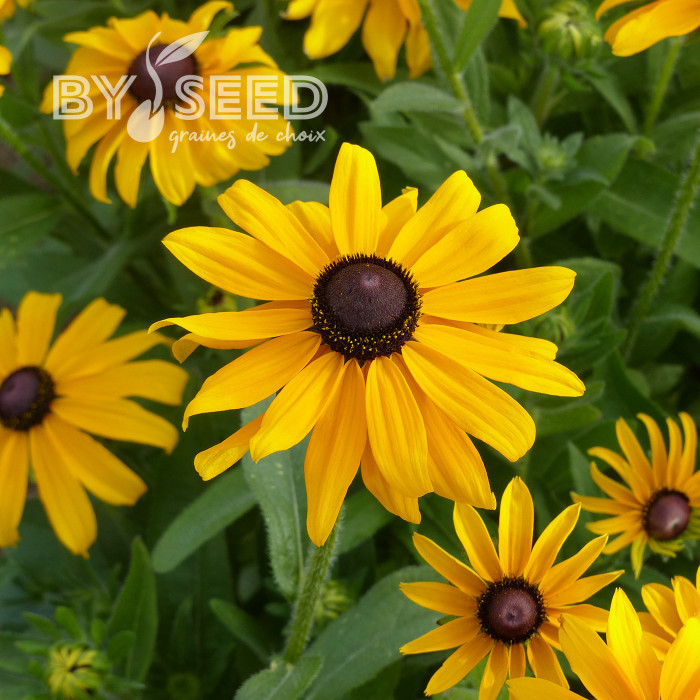 Rudbéckia Marmalade
