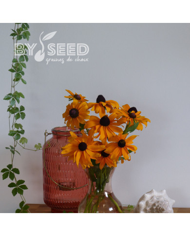 Rudbéckia Marmalade