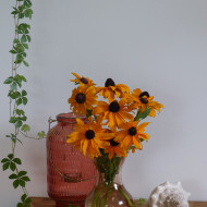 Rudbéckia Marmalade