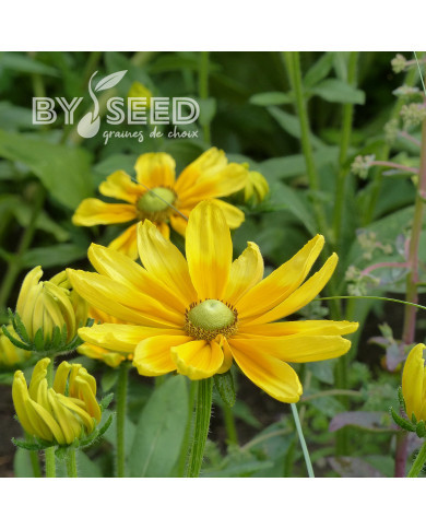 Rudbéckia Prairie Sun