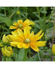 Rudbéckia Sahara Mix