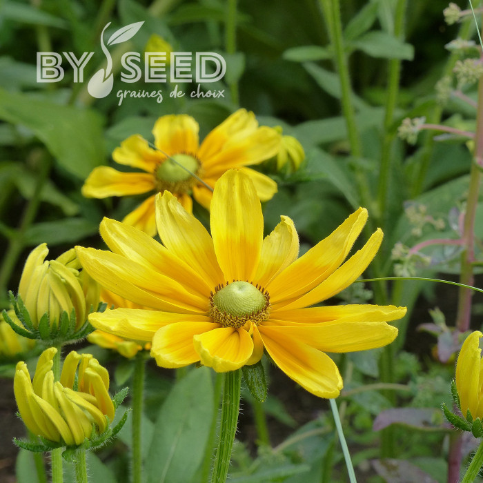 Rudbéckia Prairie Sun