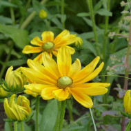 Rudbéckia Prairie Sun