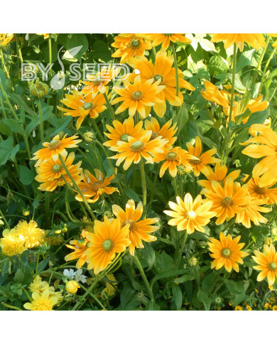 Rudbéckia Prairie Sun