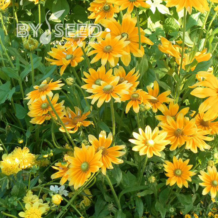 Rudbéckia Prairie Sun