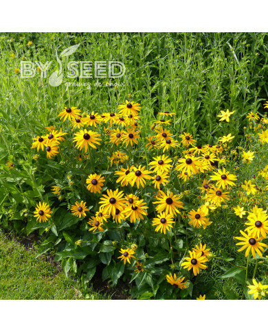 Rudbéckia vivace Goldsturm