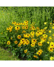 Rudbéckia Sahara Mix