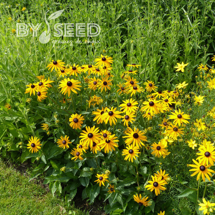 Rudbéckia vivace Goldsturm