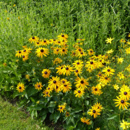 Rudbéckia vivace Goldsturm