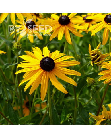 Rudbéckia vivace Goldsturm