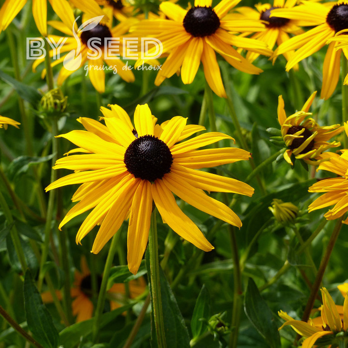 Rudbéckia vivace Goldsturm