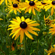 Rudbéckia vivace Goldsturm