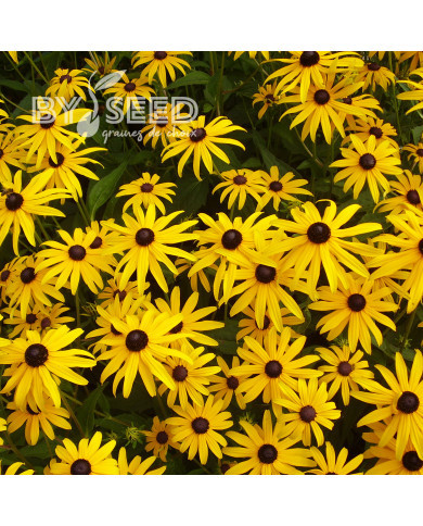 Rudbéckia vivace Goldsturm
