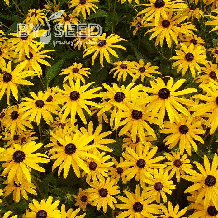 Rudbéckia vivace Goldsturm