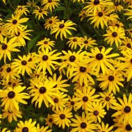 Rudbéckia vivace Goldsturm