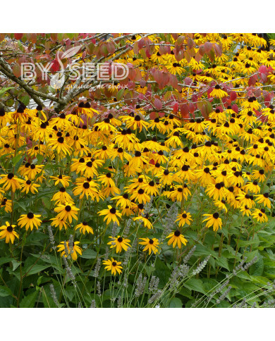 Rudbéckia vivace Goldsturm