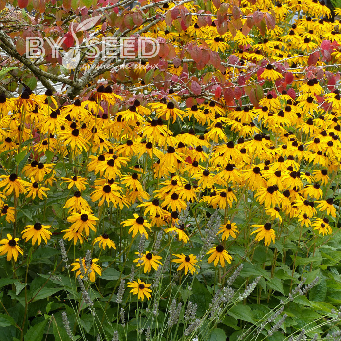 Rudbéckia vivace Goldsturm