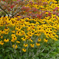 Rudbéckia vivace Goldsturm