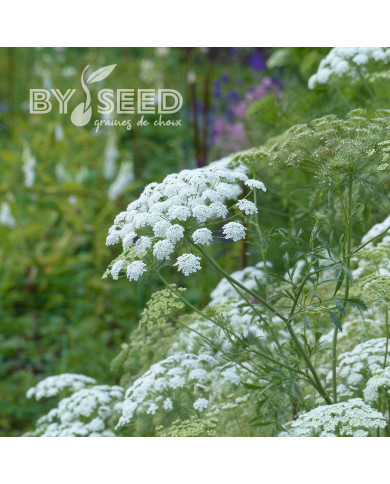 Ammi majus Queen of Africa