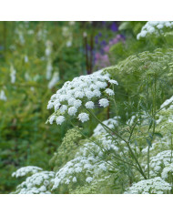Amarante Velvet Curtains