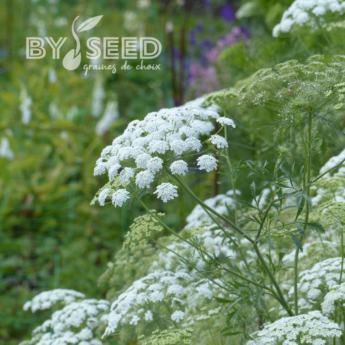 Ammi majus Queen of Africa