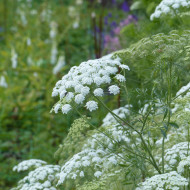Ammi majus Queen of Africa