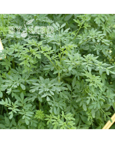 Rue de Chalep - Ruta chalepensis