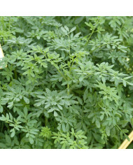 Rue des jardins - Ruta graveolens