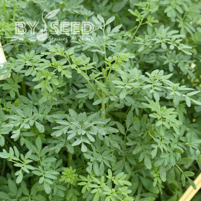 Rue de Chalep - Ruta chalepensis