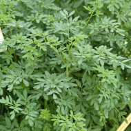 Rue de Chalep - Ruta chalepensis