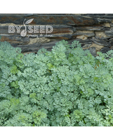 Rue des jardins - Ruta graveolens