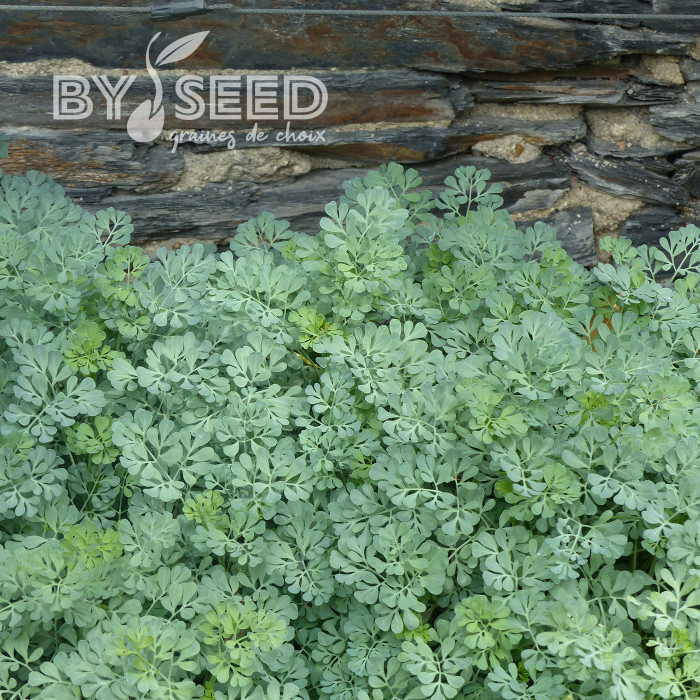 Rue des jardins - Ruta graveolens