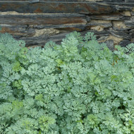 Rue des jardins - Ruta graveolens