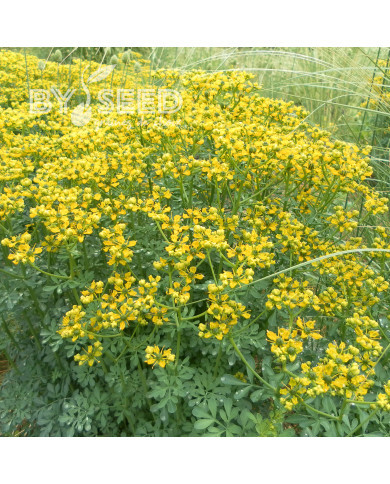 Rue des jardins - Ruta graveolens