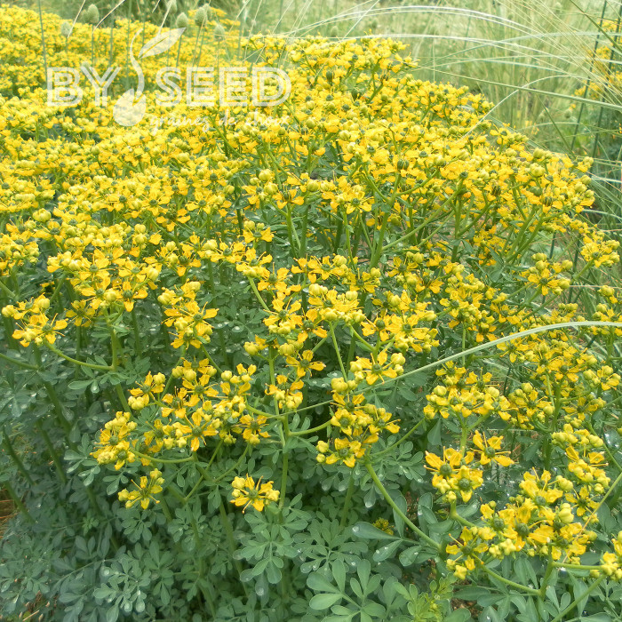 Rue des jardins - Ruta graveolens