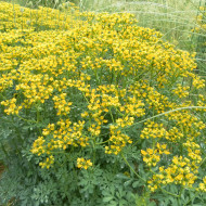 Rue des jardins - Ruta graveolens