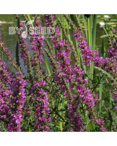 Salicaire commune - Lythrum salicaria (fleur sauvage)