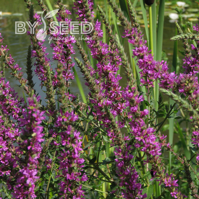 Salicaire commune - Lythrum salicaria (fleur sauvage)