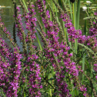 Salicaire commune - Lythrum salicaria (fleur sauvage)