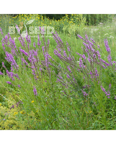 Salicaire commune - Lythrum salicaria (fleur sauvage)